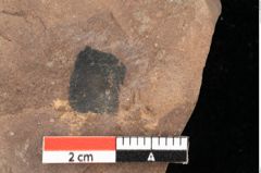 Foto (Detailansicht) von Cathaya sp. (NHMW-GEO-2024-0188-0335)